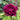 ‘Huang Jia Men’ Peony – deep ink-red chrysanthemum-form bloom with black basal flares and white-edged petals.