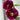 ‘Huang Jia Men’ Peony – deep ink-red chrysanthemum-form bloom with black basal flares and white-edged petals.