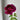 ‘Huang Jia Men’ Peony – deep ink-red chrysanthemum-form bloom with black basal flares and white-edged petals.