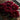 ‘Huang Jia Men’ Peony – deep ink-red chrysanthemum-form bloom with black basal flares and white-edged petals.