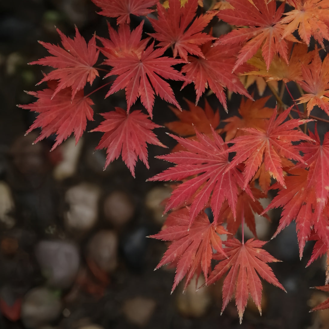 Palmatifolium Japanese Maple