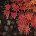 Palmatifolium Japanese Maple