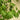 Palmatifolium Japanese Maple compact maple ideal for patios and bonsai