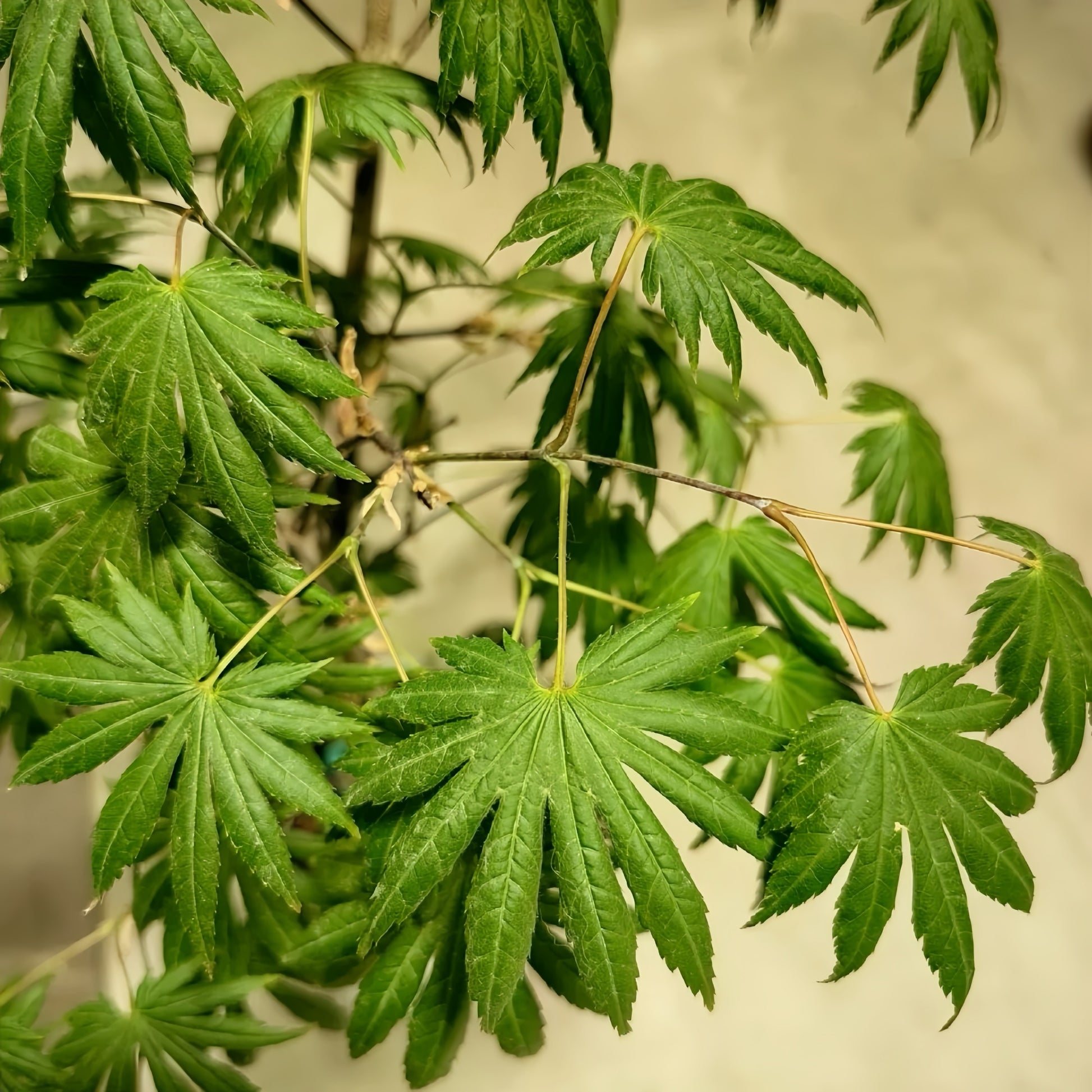 Palmatifolium Japanese Maple