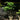 Palmatifolium Japanese Maple Japanese Maple with seasonal foliage color