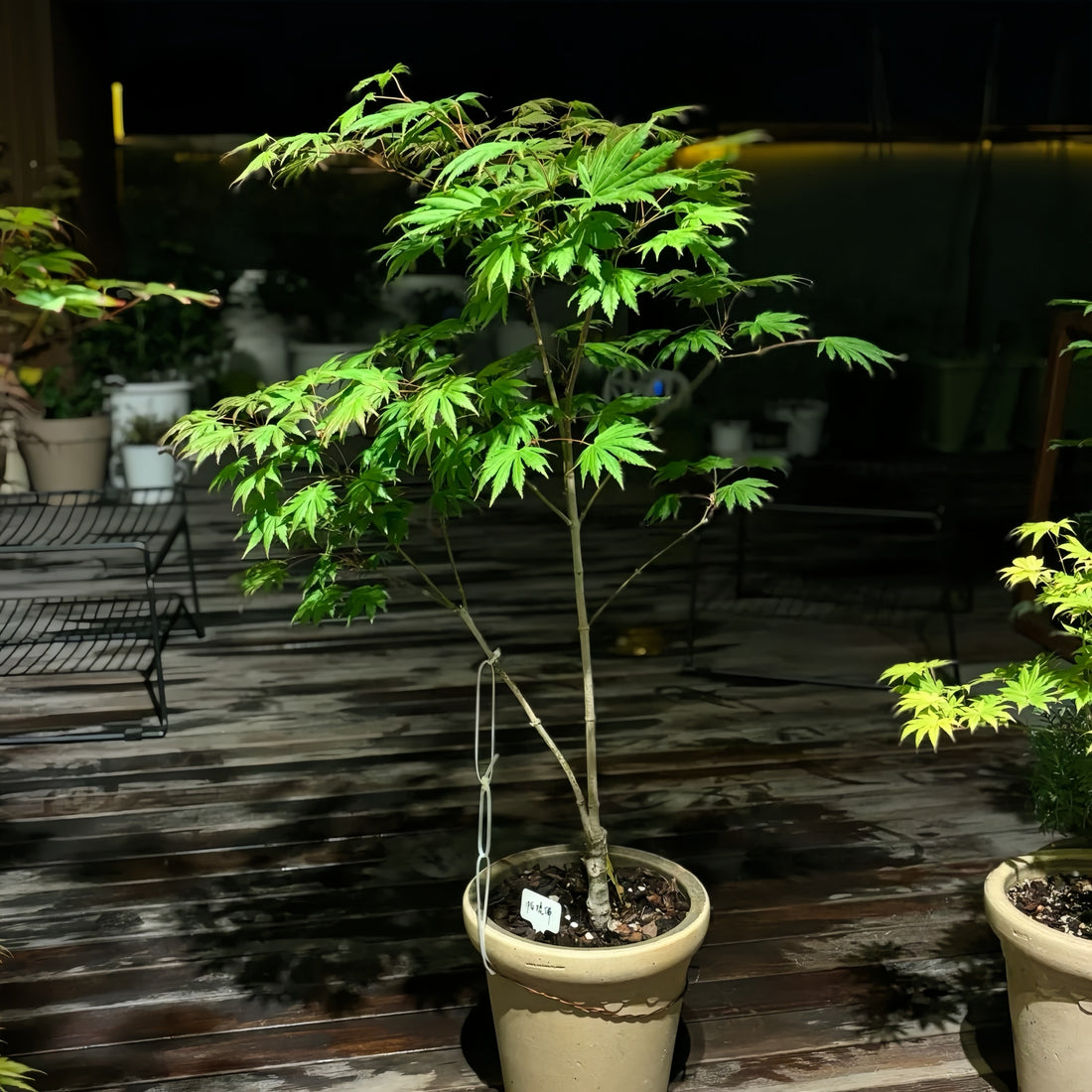 Palmatifolium Japanese Maple