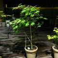 Palmatifolium Japanese Maple