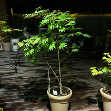 Palmatifolium Japanese Maple