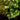 Palmatifolium Japanese Maple Japanese Maple with seasonal foliage color