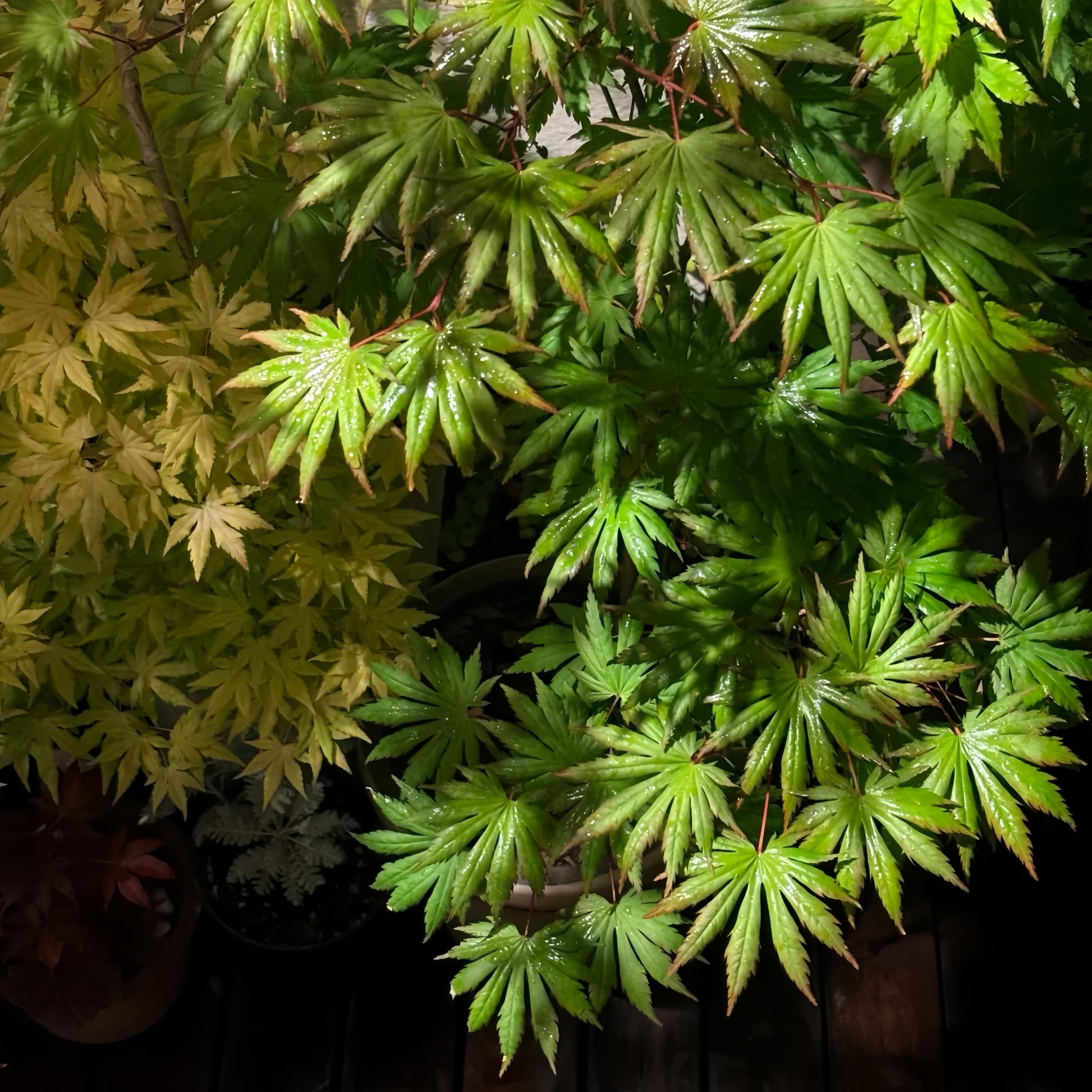 Palmatifolium Japanese Maple