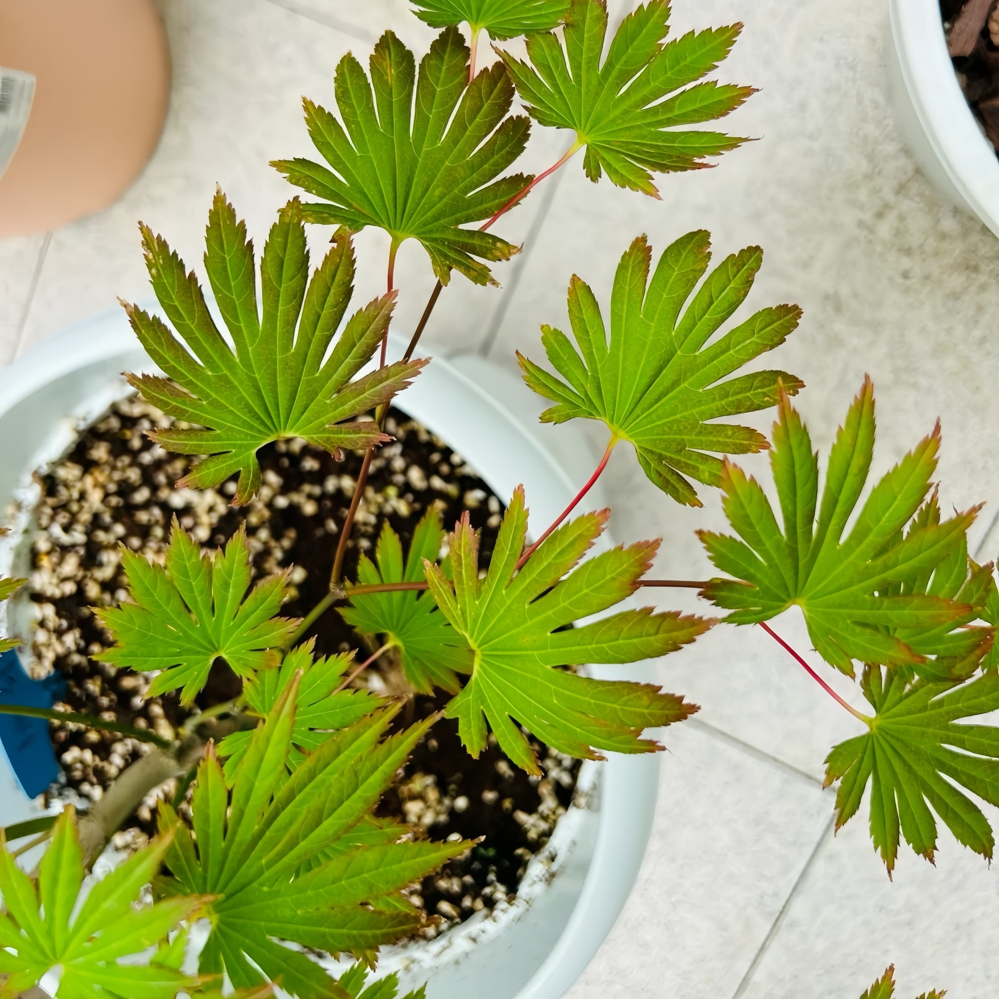 Palmatifolium Japanese Maple