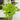 Palmatifolium Japanese Maple compact maple ideal for patios and bonsai