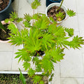 Palmatifolium Japanese Maple