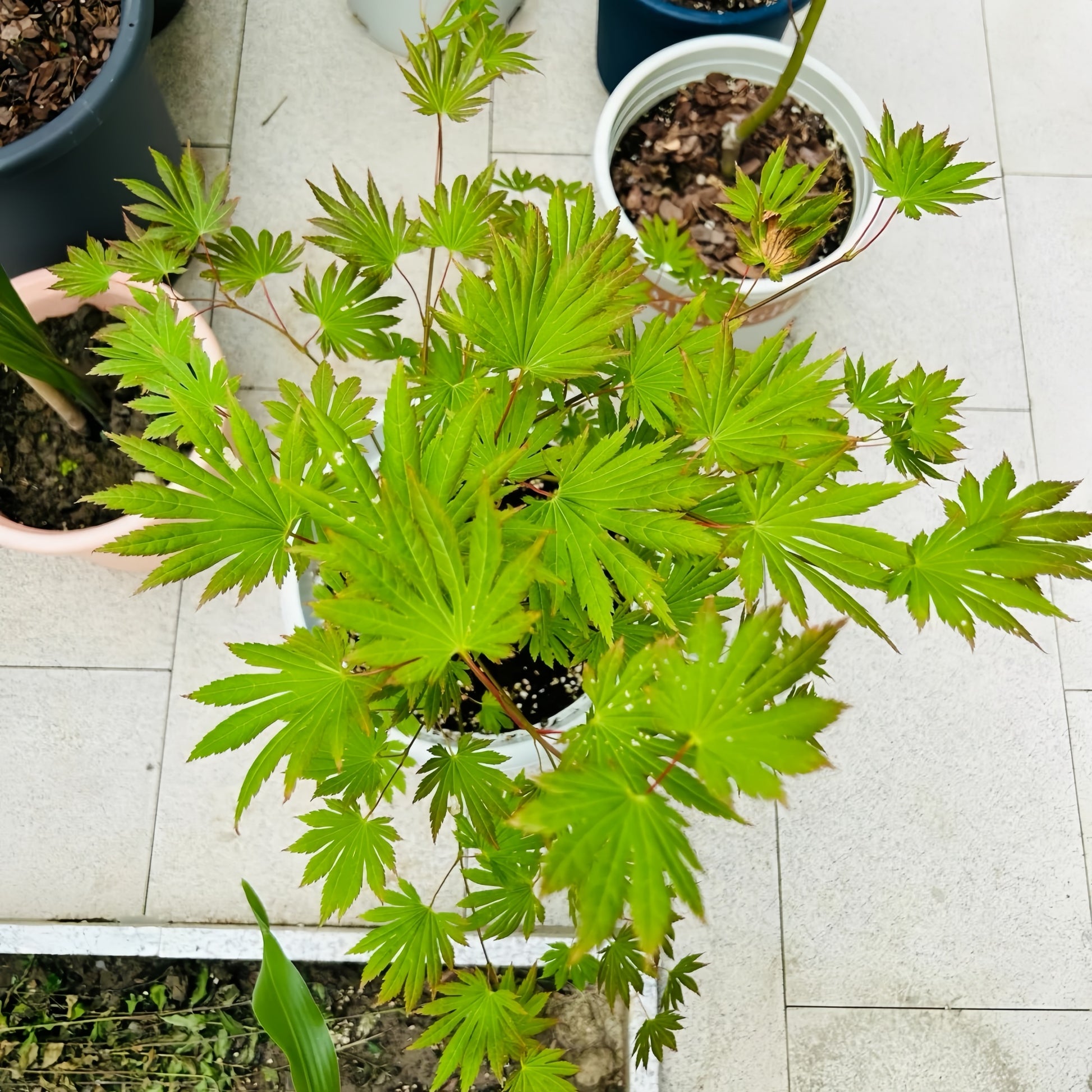 Palmatifolium Japanese Maple
