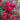 Palmengarten Frankfurt Rose Plant garden rose with elegant blooms