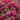 Palmengarten Frankfurt Rose Plant shrub rose flowering in a sunny border