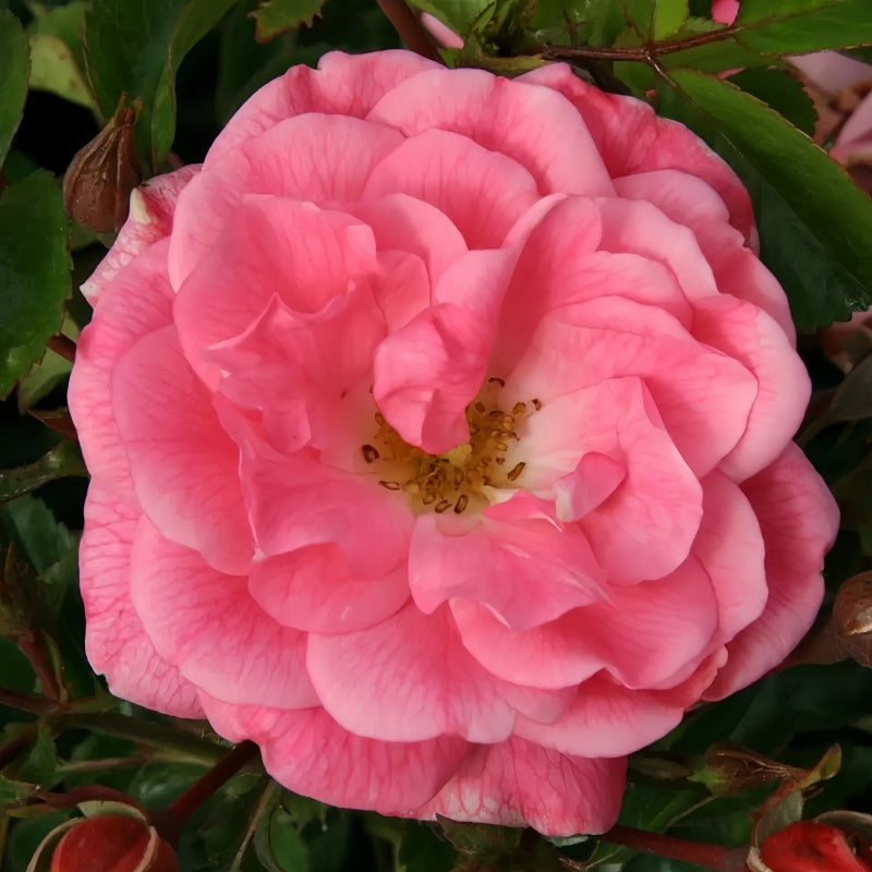Close-up of Palmegarten Frankfurt Hybrid Tea Rose showing deep pink and peach blooms