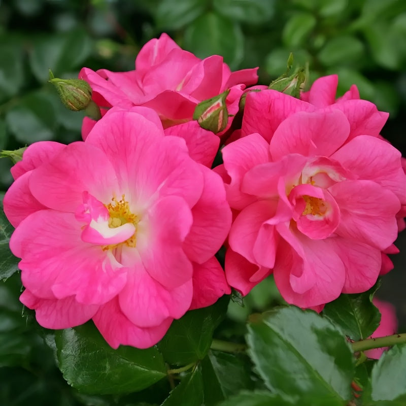 Close-up of Palmegarten Frankfurt Hybrid Tea Rose showing deep pink and peach blooms