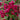Palmengarten Frankfurt Rose Plant close-up of densely petaled flower