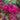 Palmengarten Frankfurt Rose Plant shrub rose flowering in a sunny border