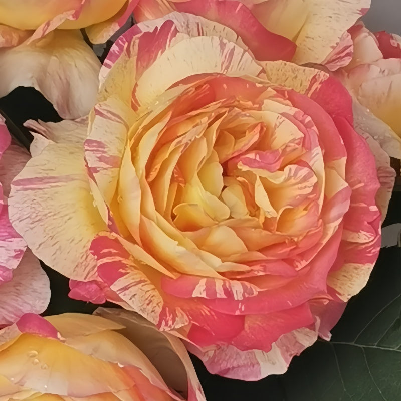 Party Ranucula Rose