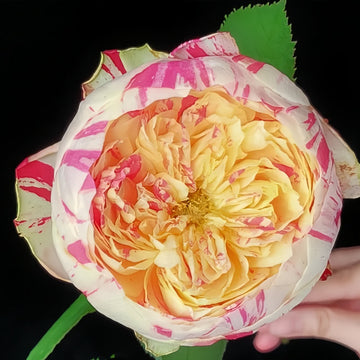 Party Ranucula Rose