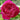 Pas de Deux Rose garden rose with elegant blooms