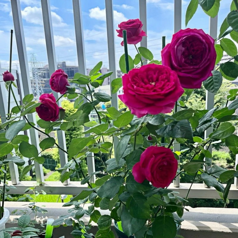 Pas de Deux Rose