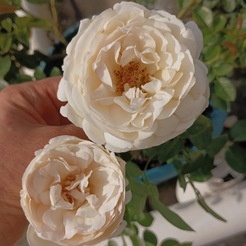 Pavlova Rose Plant
