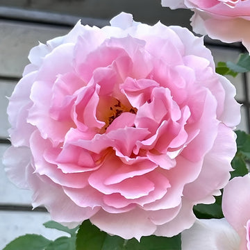 Penelopeia Rose