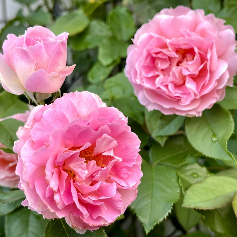 Penelopeia Rose
