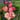 Peony ‘Coral Charm’ garden display showing coral to peach color shift