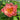 Peony ‘Coral Charm’ garden display showing coral to peach color shift