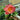 Peony ‘Coral Charm’ bright coral-orange bloom in full sunlight