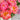 Freshly cut Peony ‘Coral Charm’ bouquet with soft coral petals