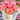 Freshly cut Peony ‘Coral Charm’ bouquet with soft coral petals
