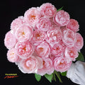 Close-up of Peony Pink shrub rose showing soft pink peony-style blooms