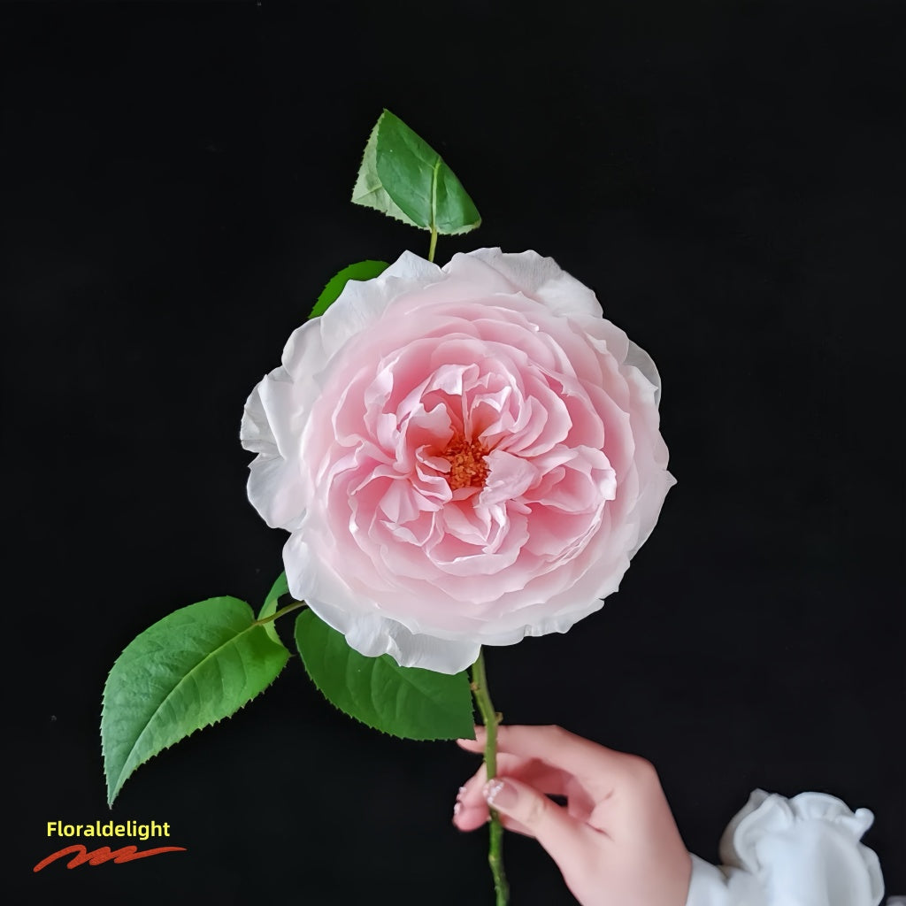 Peony Pink rose bush in full bloom with dense layered petals in light pink color