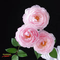 Side view of Peony Pink David Austin rose with romantic cupped flower form