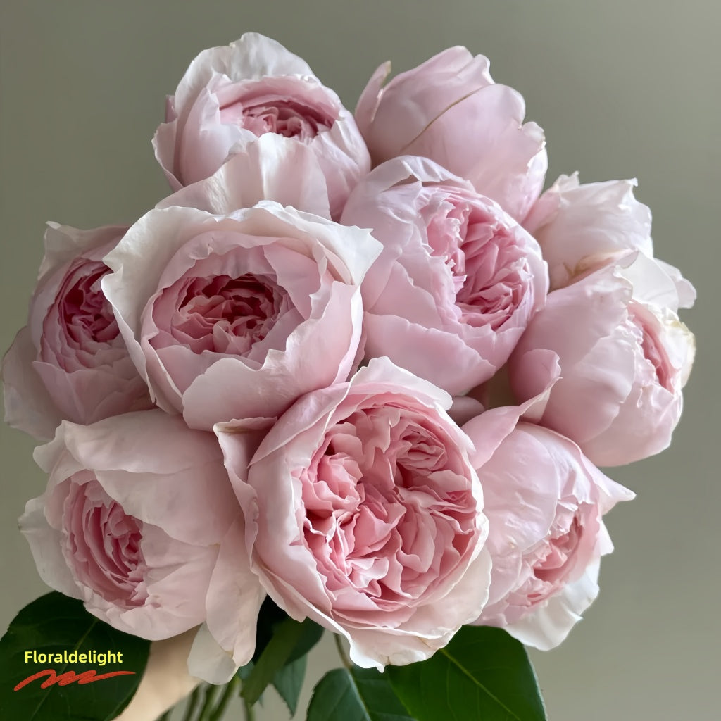 Peony Pink rose petals displaying blush pink tones with over 80 petals per bloom