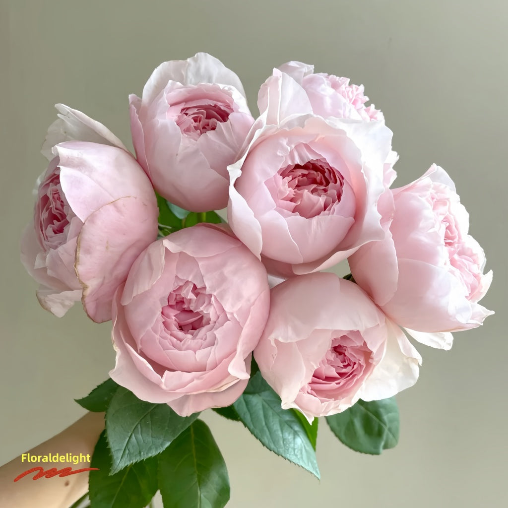 Peony Pink rose with strong fragrance and garden border planting
