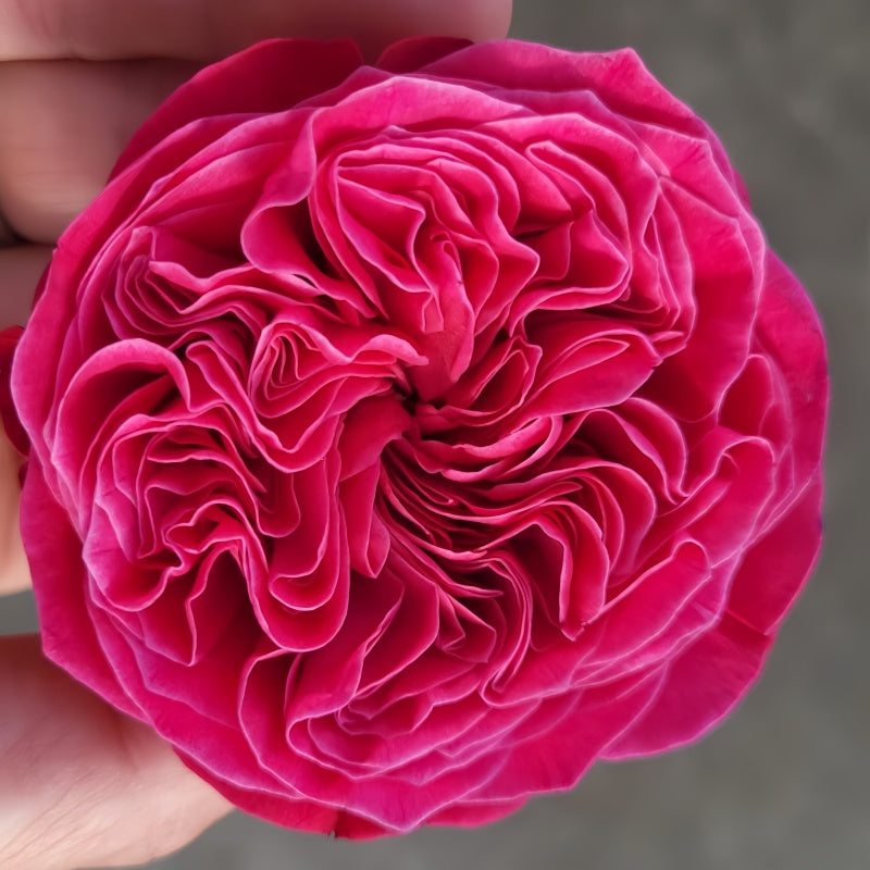 Pink ’N Pretty Rose