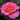 Pink Paradise Rose garden rose with elegant blooms