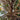 Platycladus Orientalis Tree close-up foliage