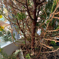 Platycladus Orientalis Tree