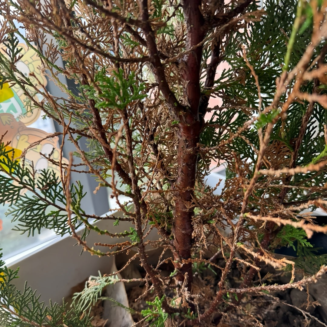 Platycladus Orientalis Tree