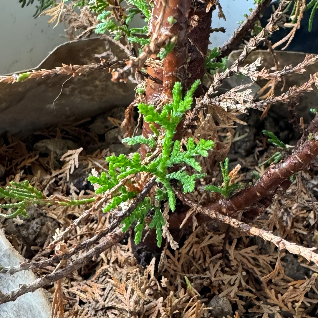 Platycladus Orientalis Tree
