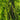 Platycladus Orientalis Tree ornamental plant in garden