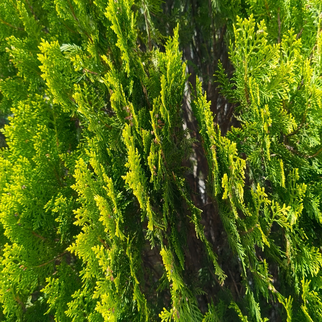 Platycladus Orientalis Tree