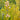 Platycladus Orientalis Tree ornamental plant in garden